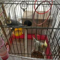 عروس هلندی مولد