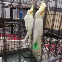 عروس هلندی سخنگو
