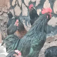 تخم مرغ محلی