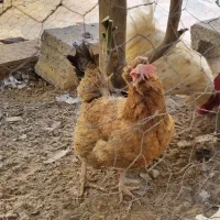 مرغ و جوجه و خروس