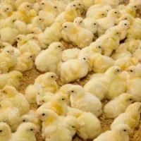 سالندار مرغداری گوشتی