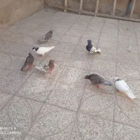 کبوتر