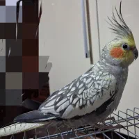عروس هلندی