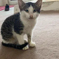 واگذاری رایگان گربه