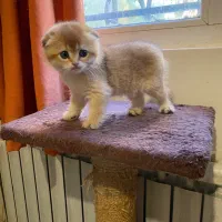 گربه اسکاتیش ماده و بریتیش نر|گربه|پردیس, فاز ۱۱|دیوار