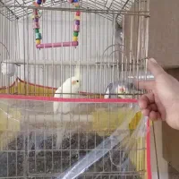 عروس هلندی معاوضه با نقره|پرنده|تهران, سبلان (لشگر)|دیوار