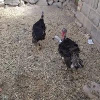 دو عدد بوقلموی جوان،تخم گذار