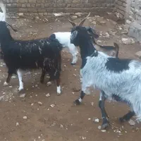 بز با بزغاله