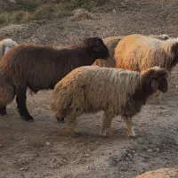 فروش حیوانات|حیوانات مزرعه|دهلران, |دیوار