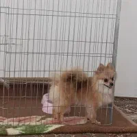 پامر روباهی ماده آماده جفتگیری|سگ|صحنه, |دیوار