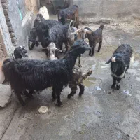 7عدد بز و 4عدد گسک