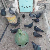 زاغ|پرنده|خرمشهر, |دیوار