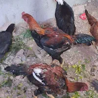 خروس  لهستانی|حیوانات مزرعه|پاکدشت, خاتون آباد|دیوار