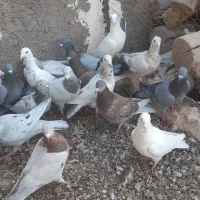 کبوتر هفت رنگ