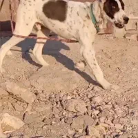 توله ۱۵ ماهه