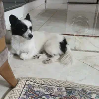 فروش سگ|سگ|پاکدشت, پاکدشت (مامازند)|دیوار