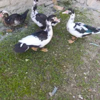 تخم غاز نطفه دارو اردک اسرائیلی|حیوانات مزرعه|سیمین شهر, |دیوار