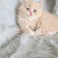 سه قلاده بچه گربه نژاد پرشین
