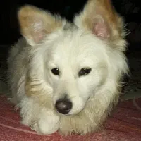 واگذاری دو تا اشپیتز نر 9 ماهه|سگ|فردیس, شهرک وحدت|دیوار