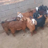 بزگاله نر وماده