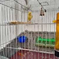 قناری رسمی معمولی قواره دار،رخ دار|پرنده|شهریار, شهریار|دیوار