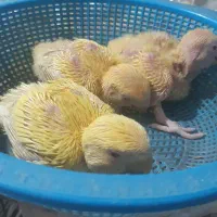 جوجه کوتوله اوپال کله نارنجی سرلاکی