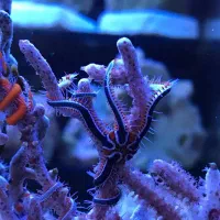 ستاره دریای ابشور