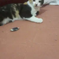 گربه ماده ۳ماهه