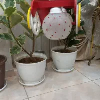 لوستر ماشین|لوستر و چراغ آویز|تبریز, |دیوار