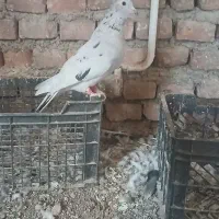 کفتر|پرنده|قهستان, |دیوار