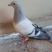 فروش یامعاوضه 3جوجه کبوترموریسردلبر