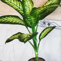 گیاهی(گل)|آرایشی، بهداشتی، درمانی|اسلام‌‌آباد غرب, |دیوار