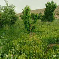 دو-تا-باغ-500-متری-جاده-سد-کارده-اندرخ