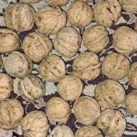 گردو و مغز گردو