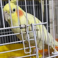 یک جفت عروس هلندی