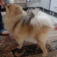 پامرین ماده ۱ساله|سگ|ری, علایین|دیوار