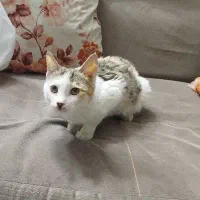 واگذاری گربه