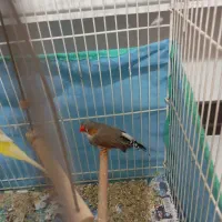 فنچ زبرا کاکلی