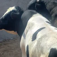 قصاب سلاخ گوسفند زنده گوساله زنده|حیوانات مزرعه|تهران, هفت حوض|دیوار