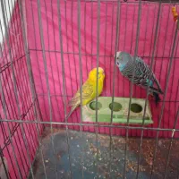 یک جفت مرغ عشق|پرنده|شاهرود, |دیوار