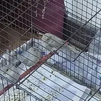 قناری یک جفت سیلور جمعا پنج عدد