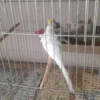 جفت پروانه ای|پرنده|شمیل, |دیوار