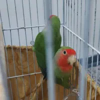 یک جفت طوطی سرحال زرنگ|پرنده|گلستان (تهران), |دیوار