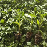 نشا-گوجه ملون هندوانه جانا و...