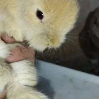 بچه خرگوش|موش و خرگوش|پاوه, |دیوار