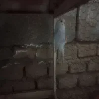 مرغ عشق ماده و یک عدد کفتر زاغ ماده|پرنده|نیمروز, |دیوار