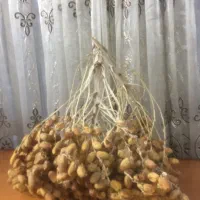 فروش شاخه خوشه خرما