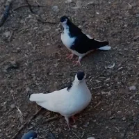 یک جفت چپ سیاه شق|پرنده|سبزوار, قصبه شرقی|دیوار