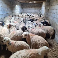 بره گوسفند بومی چاق درجه یک