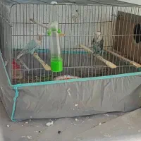 طوطی برزیلی